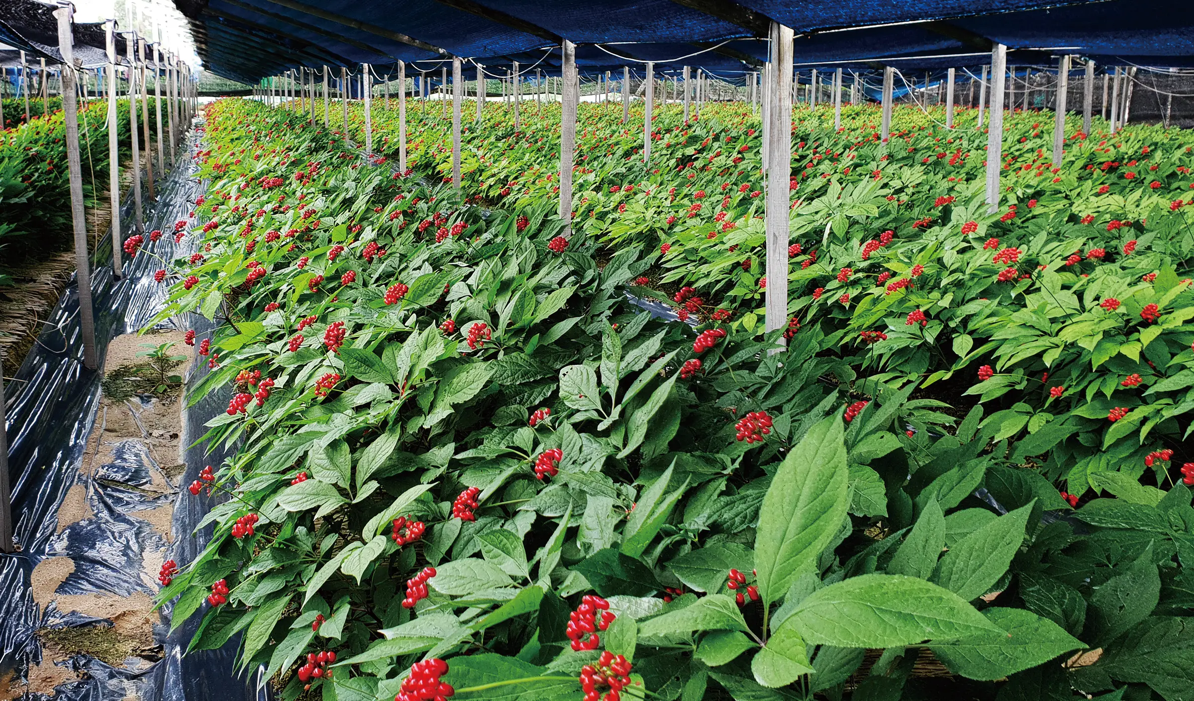 Rows of ginseng plants with clusters of red berries growing under blue shade cloth held up on posts in Geumsan
