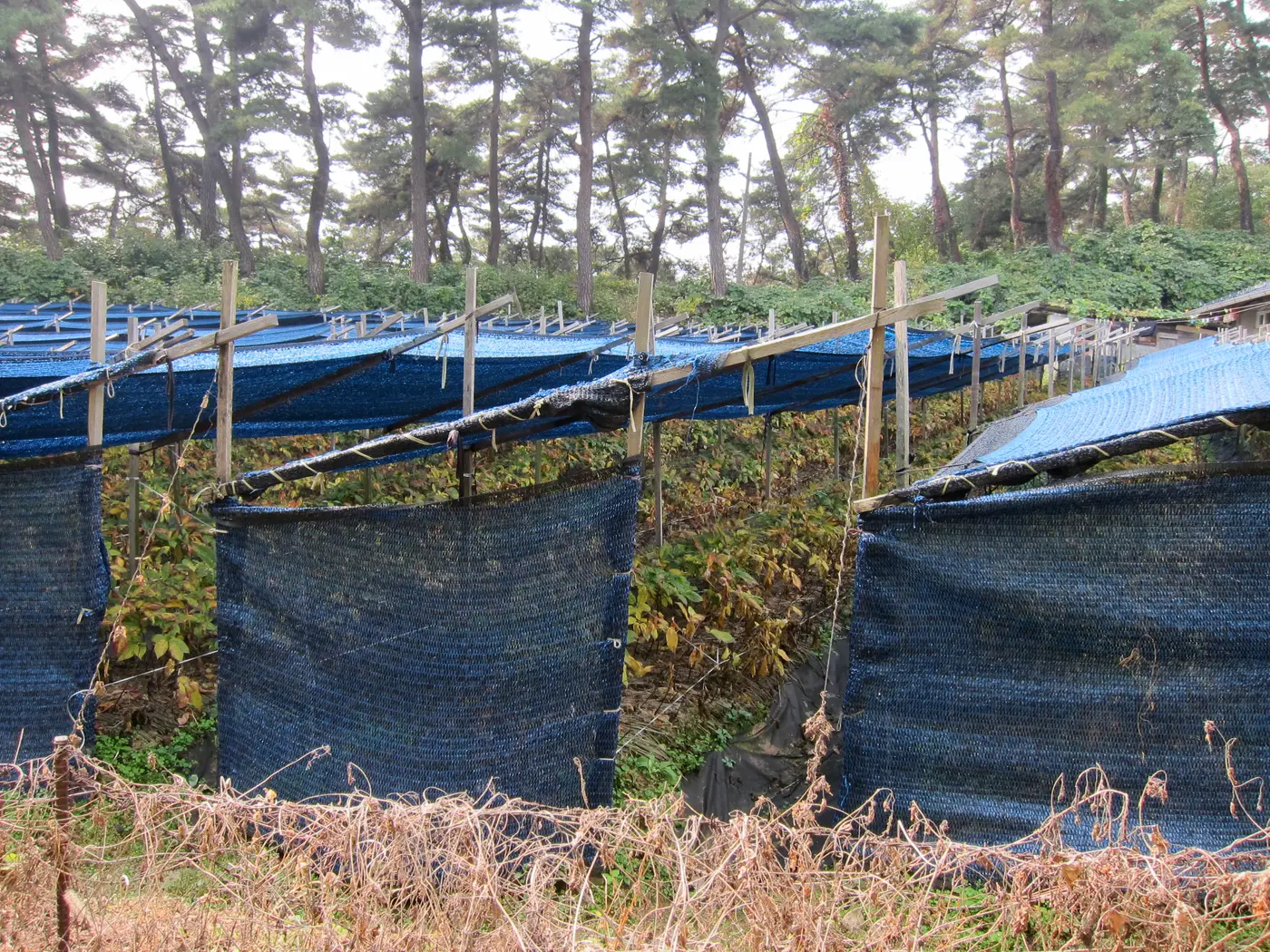 A ginseng field under wooden posts and blue shade cloth with blue side screens, the plants yellowing in autumn, below a stand of pine trees