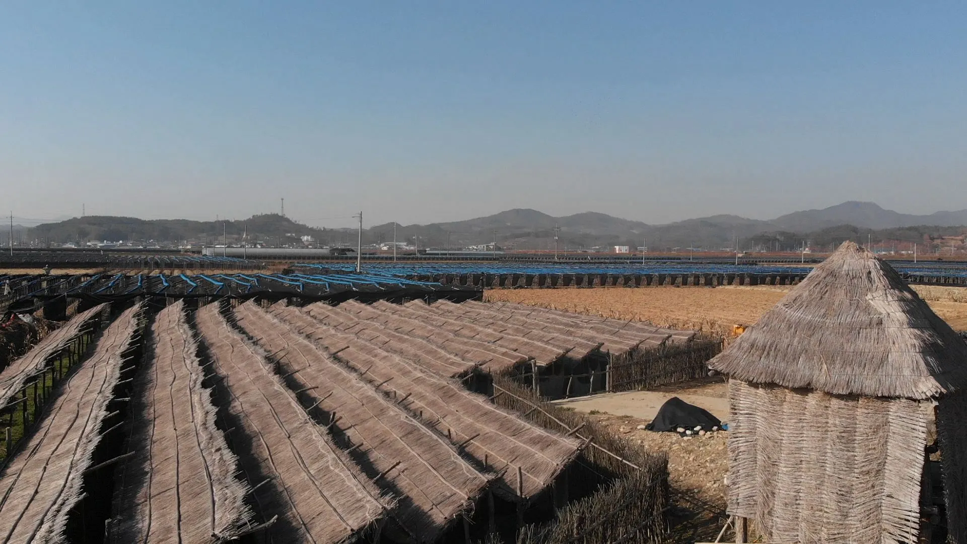 Rows of low straw-roofed ginseng beds and a straw hut in the foreground, with fields of modern blue shade structures stretching behind them under a clear sky